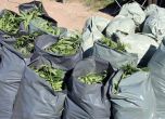 Над 330 кг марихуана е иззета при спецакция в Пазарджик