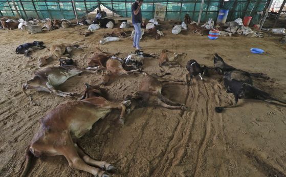 Мъж минава покрай трупове на крави, умрели от болестта, която причинява бучки по кожата, в Джайпур, щата Раджастан, Индия, 21 септември 2022 г. 