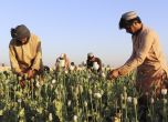 Отглеждането на опиум в Афганистан е скочило с 32 процента след идването на талибаните на власт