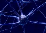 Неизвестни досега нервни клетки ускоряват лечението на парализа