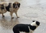 Приют за бездомни кучета ще има в Пазарджик