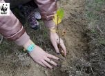 WWF възстановява горски местообитания в България