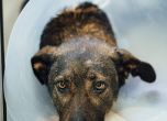 Протест срещу насилието над животни след побоя над кучето Мечо