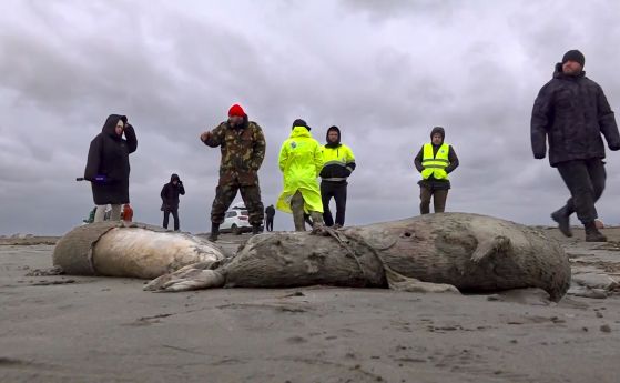Мъртви тюлени на руския бряг на Каспийско море