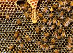 Без хранителни добавки в меда, на етикета ще пише къде е добит пчелният продукт