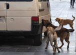 След разстрела на 30 кучета в Струга Скопие ще търси пари от ЕС за приют за бездомни животни