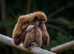 Изследване: Тийнейджърите и подрастващите примати имат сходно рисково поведение