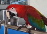 Невъзпитан папагал струва на собственика си $91 хил. и два месеца затвор