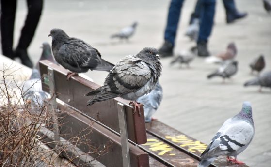 Гълъби в София