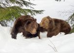 Внимание: Гладни мечки. Властите в Полша предупреждават за четиринога опасност в Татрите