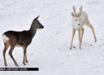 Фотограф засне изключително рядък бял сръндак в Родопите