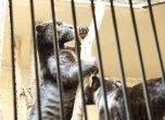 Черни ягуари за първи път в зоопарка, Жан и Жак идват в София от Франция