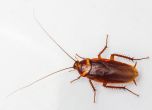 Девет странни факта за хлебарките, които ще ви накарат да ги намразите още повече