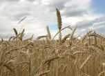 Полша забрани вноса на зърно и храни от Украйна
