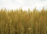 Управляващата партия в Румъния иска забрана за украинското зърно