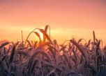 Забраната за внос на украинско зърно може да е в сила само 1 ден