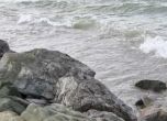 Два мъртви делфина за последните 24 часа - край Поморие и Крайморие