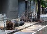 Дърво падна в София, момиче е леко пострадало (обновена)