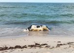 Морето изхвърли мъртва крава край Черноморец