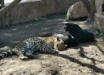Двата избягали леопарда са прибрани и се чувстват добре