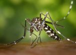 Климатичните промени увеличават риска от болести, пренесени от комарите