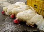 Изолираха ген, способен да отблъсне вируси на птичия грип