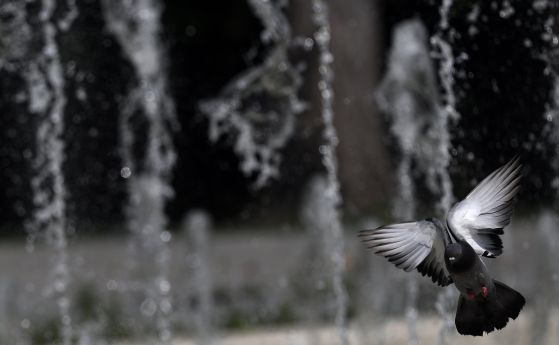 Гълъб прелита край фонтани в София.