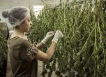 Албания легализира марихуаната за медицински цели