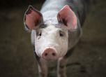 В лично стопанство в Игнатово е открито огнище на африканска чума по свинете