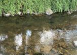 Замърсяване изби рибата в реката в Девин, източникът е открит (снимки)