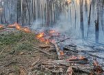 Близо 200 горски служители участват в гасене на пожари в страната