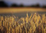 Обрат: ПП-ДБ, ГЕРБ и ДПС искат забраната за внос на украинско зърно да не се удължава