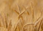 Румъния няма да внася украинско зърно още 30 дни