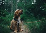 Отровени домашни кучета в Пловдив, има заподозрян за зверството