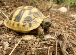 Спасен е единственият спасителен център за костенурки