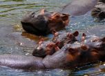 Хипопотамите на Ескобар предизвикват главоболия на властите в Колумбия