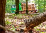 WWF: Нелегалният дърводобив убива българската гора