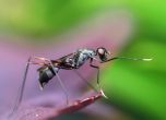 Мравки произвеждат антибиотик, който лекува рани