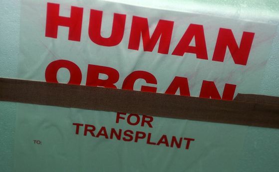 трансплантации