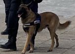 Полицаи с кучета ще патрулират в Бургас