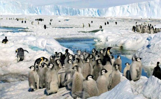 колония от пингвини