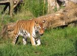Почина сибирският тигър Шели от софийския зоопарк
