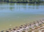 Мъртва риба в Гребния канал в Пловдив