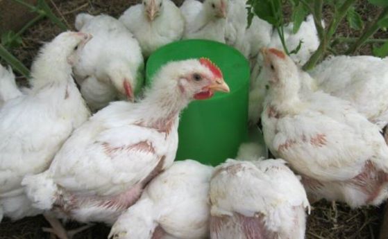 БАБХ констатира огнище на птичи грип в стопанство в село Войводово