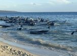 Спасиха 130 кита, заседнали на плажа в Западна Австралия