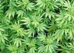 В САЩ приравняват марихуаната към парацетамола