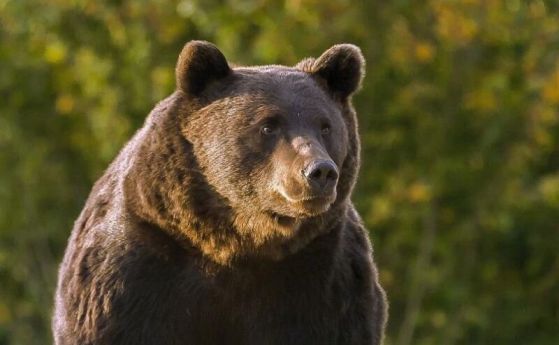 Кафяв мечка