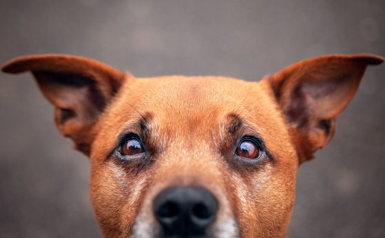 Какви са наказанията за насилие над животни и как се прилагат