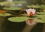 Водна лилия