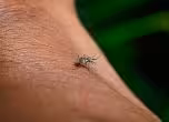Комар Aedes, пренасящ вируса на Западен Нил